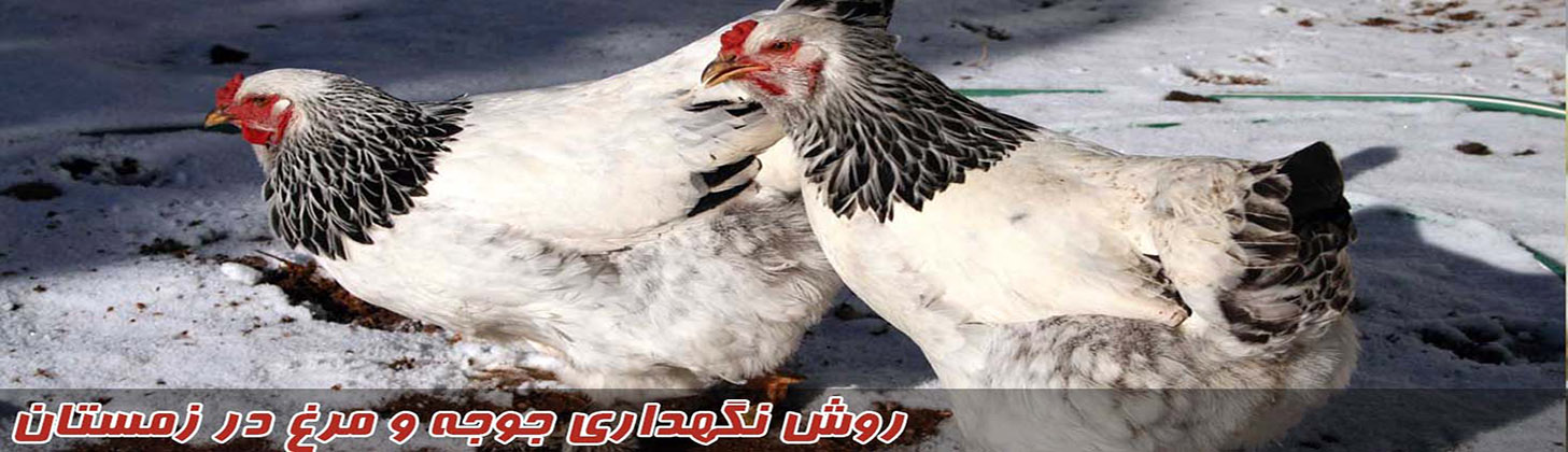 مراقبت و افزایش تخم گذاری مرغ در هوای سرد
