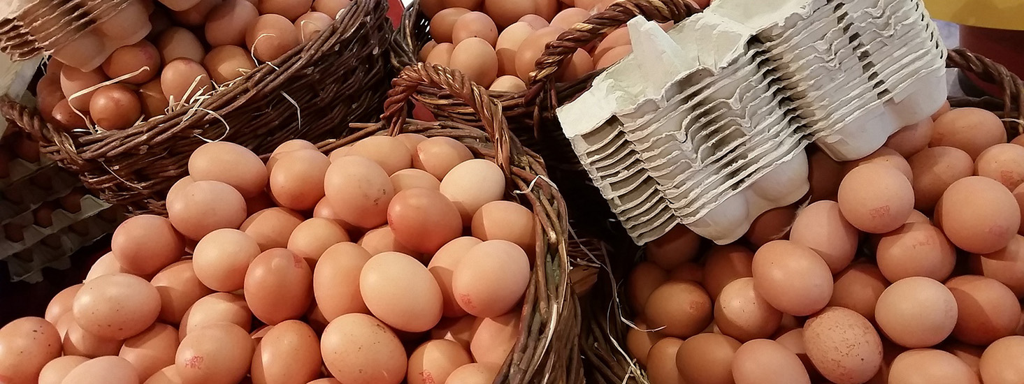 کیفیت تخم مرغ در جوجه در آوری