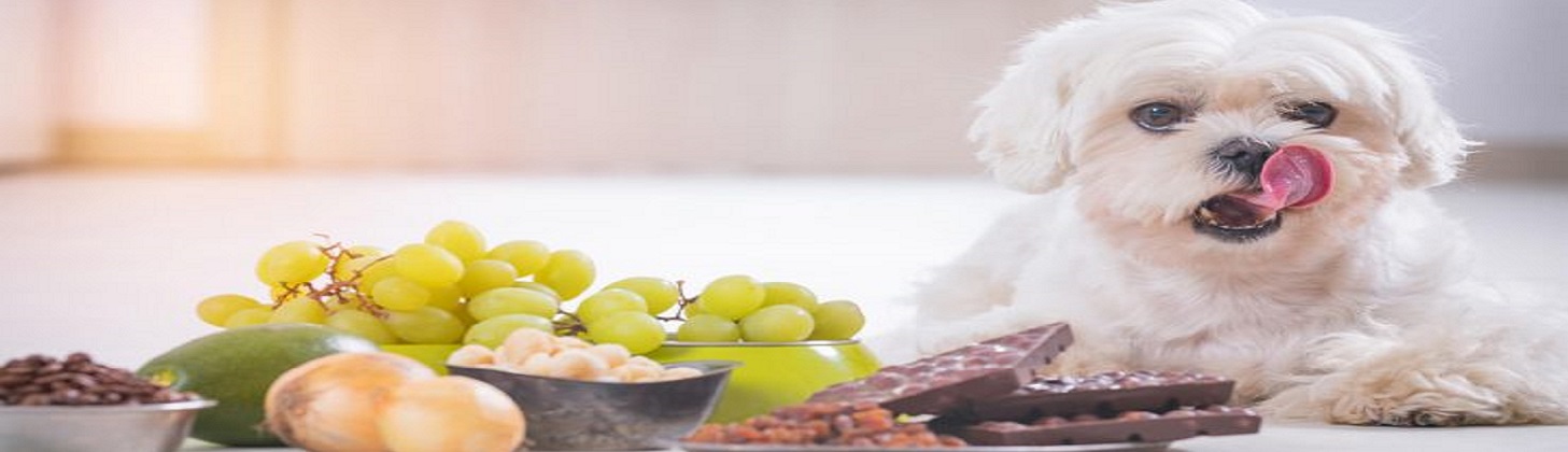 کنسرو غذای سگ | راهنمای خرید بهترین غذای سگ
