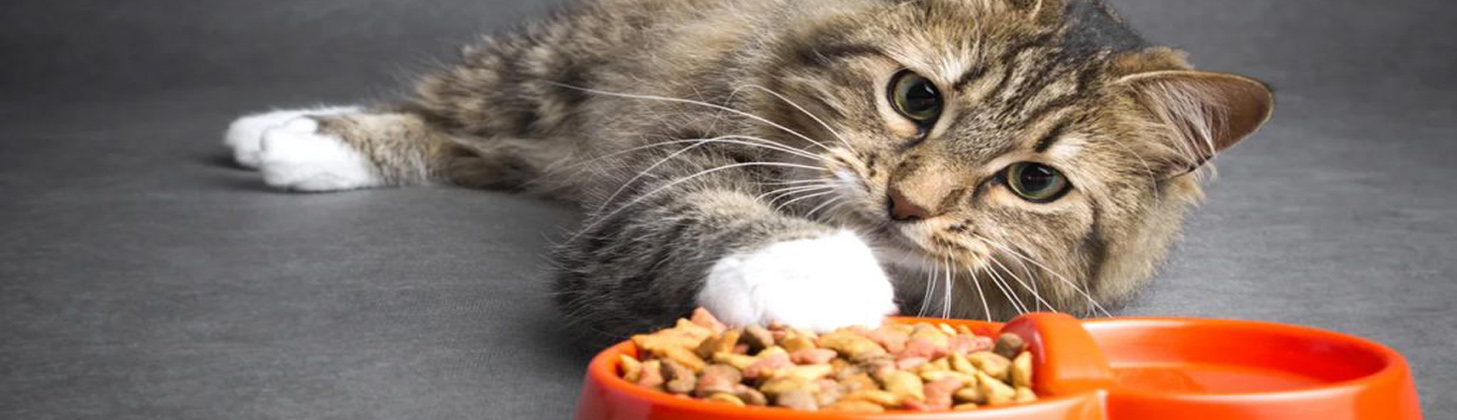 نکات مهمی که هنگام خرید غذای گربه باید بدانید