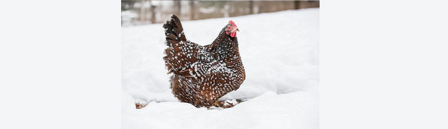 آیا مرغ در زمستان سردش می شود ؟