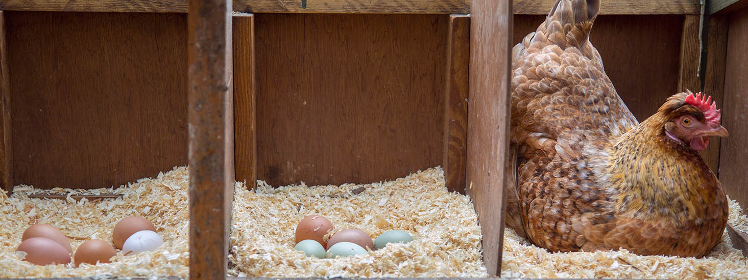 اهمیت دان مرغ تخمگذار در جوجه کشی