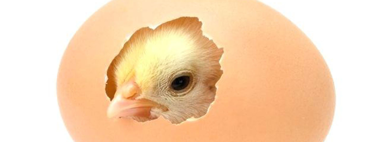 نحوه خوراک دهی به مرغ تخمگذار