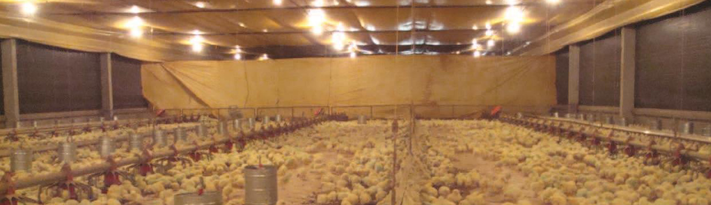 بررسی نوردهی در تولید جوجه گوشتی در سالن مرغداری