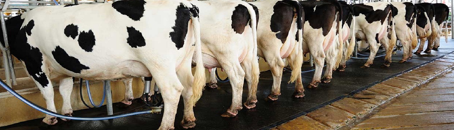 دلایل کاهش شیر گاو و راهکار هایی برای افزایش شیر گاو
