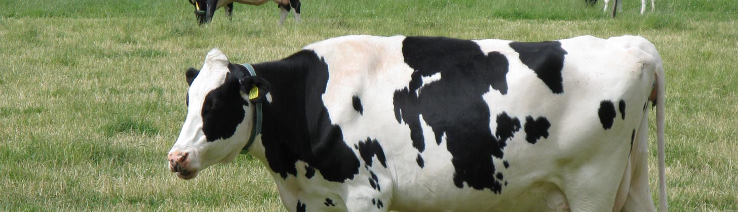 کنسانتره گاو شیری برای افزایش شیر گاو