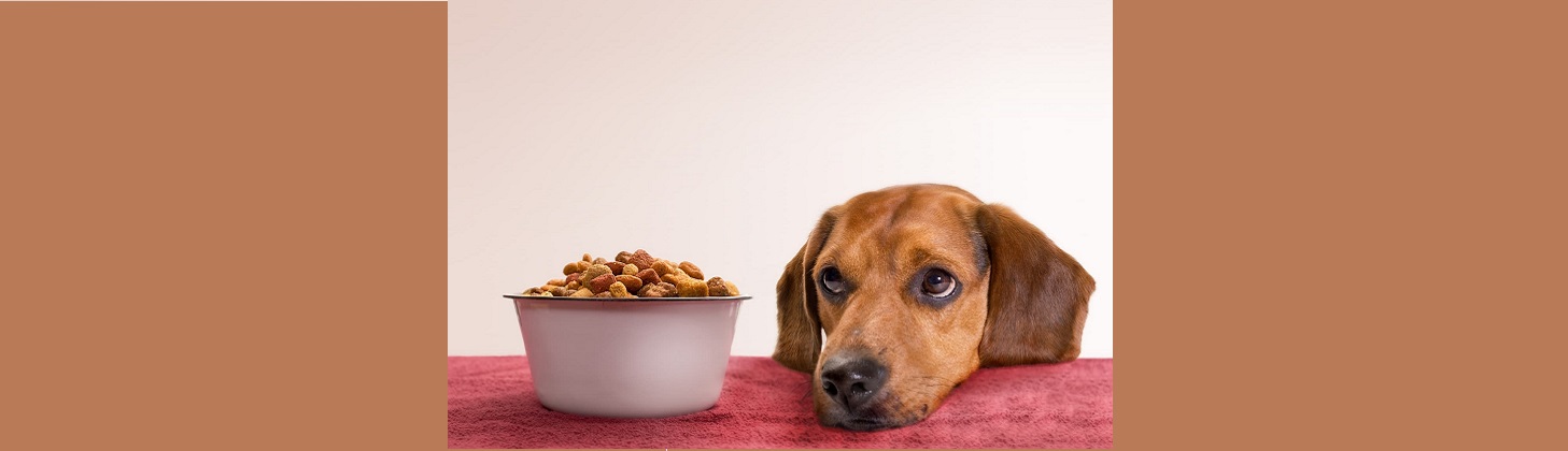 چه غذا هایی می توانیم به سگ‌ها بدهیم ؟